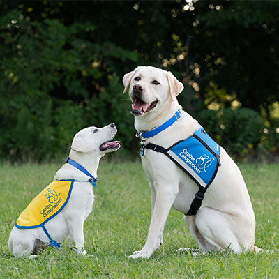 A young puppy in a service dog cape looks up to an adult labrador in a service dog vest