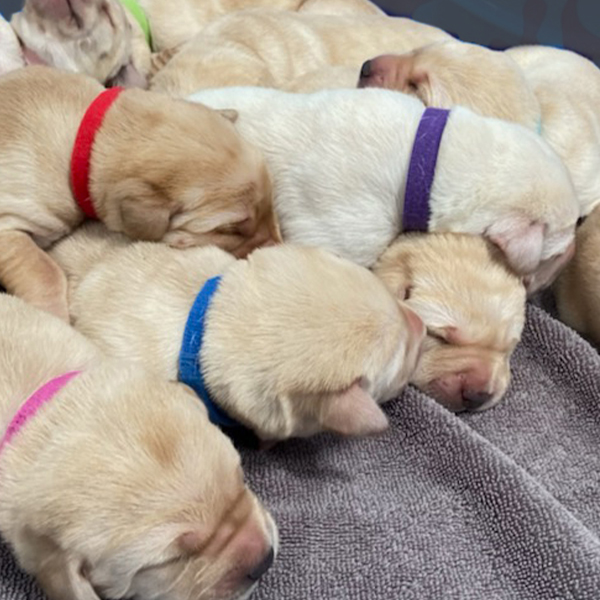 seven newborn labrador puppies